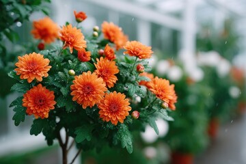 Vibrant Orange Chrysanthemum Blooms Displayed in a Greenhouse Setting Featuring a Soft Focus and Bokeh Effect