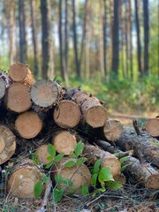 Firewood harvesting in a forest area. Chopped logs wooden pieces prepared for heating or storage. Concept of sustainable wood use, rural lifestyle and winter preparation.