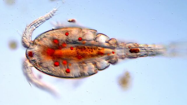 Copepoda microorganism under microscopy view, Copepod larvae 