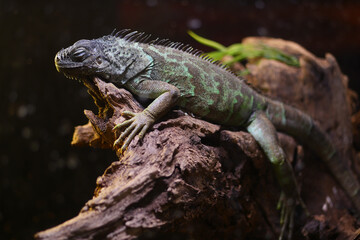 Iguana resting on a branch in a natural habitat