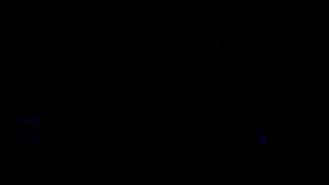 Microscopic Life: Aeolosoma Worms Swimming Gracefully