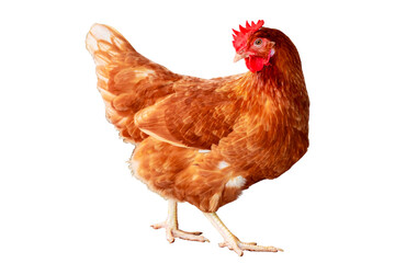 Chicken, Full body of orange and brown chicken hen standing isolated on transparent background,...