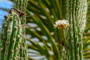 Close-up of an Organ pipe cactus with white flowers.