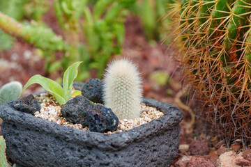 Close-up of a young white Silver torch (Cleistocactus strausii) cactus.