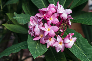 Close up of beautiful Plumeria flowers