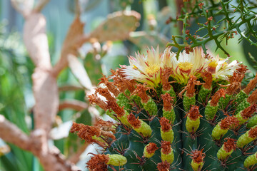 Close-up of a Golden barrel cactus with pink flower buds in bloom.