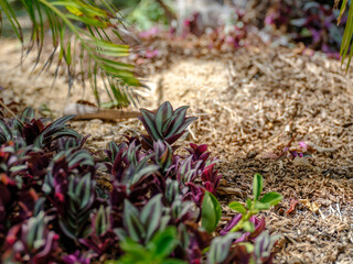 Close-up of growing purple Wandering Jew (Tradescantia zebrina) leaves.