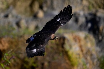 Golden eagle // Steinadler (Aquila chrysaetos)