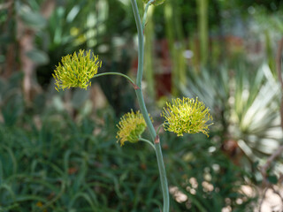 Close-up photo of a green blooming flower of Agave potatorum var.