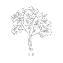 Line art illustration of a bougainvillea flower arrangement with intertwined stems and detailed petals and leaves on a white background.