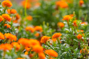 Close-up of orange marigold flowers blooming in early summer.