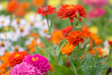 Close-up of pink Zinnia flowers blooming in early summer.