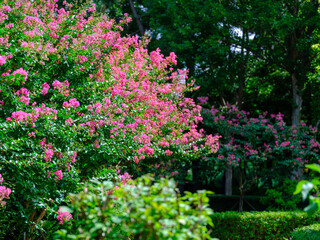 A forest landscape with red crape myrtle flowers in full bloom in summer
