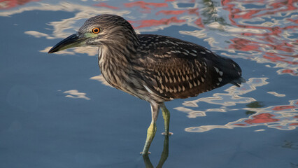 Juvenile Black-crowned Night Heron Standing in Shallow Water
