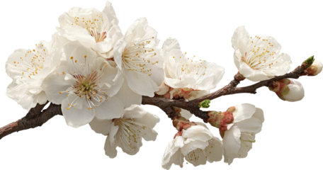Delicate white plum blossom flower branch with serene feeling