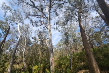 Werrikimbe National Park in New South Wales, Australia