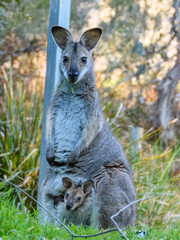 Whiptail Wallaby (Macropus parryi) in Australia