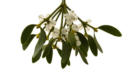 A sprig of mistletoe with green leaves and white berries isolated on white background, a traditional christmas decoration used for kissing under during the holidays