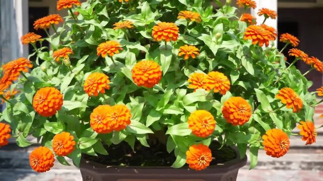 Orange zinnia flowers in pot