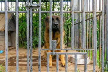 Sad German shepherd sitting in dirty metal kennel, closed gate, wooden doghouse and bowl visible in...