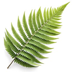 Boston Sword Fern Leaf Classic Tropical Green Foliage with Graceful Arching Fronds and Distinct Vein Texture Radiating Exotic Freshness and Natural Elegance on White Background