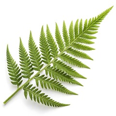 Foxtail Fern Leaf Lush Tropical Green Foliage with Dense Needle-Like Texture and Graceful Arching Form Showcasing Exotic Freshness and Natural Beauty on White Background