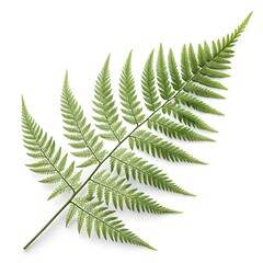 Plumosa Fern Leaf Delicate Tropical Green Foliage with Fine Feather-Like Texture and Soft Vein Detail Radiating Exotic Freshness and Natural Elegance on White Background