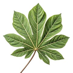 Carrotwood Tree Leaf Glossy Tropical Green Foliage with Smooth Oval Leaflets and Defined Vein Texture Highlighting Exotic Freshness and Natural Simplicity on White Background