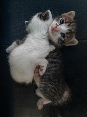 Fototapeta premium Two adorable kittens on black