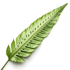 Crocodile Fern Leaf Unique Tropical Green Foliage with Distinct Reticulated Vein Pattern and Textured Surface Radiating Exotic Freshness and Natural Elegance on White Background
