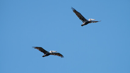Juvenile Brown Pelicans Soaring in Clear Blue Sky