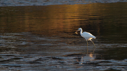 Snowy Egret Holding Crab in Beak While Wading in Water