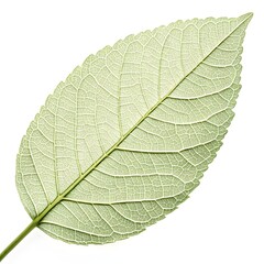 Soapberry Tree Leaf Elegant Tropical Green Foliage with Pinnate Compound Leaflets and Bold Vein Texture Highlighting Natural Freshness and Exotic Beauty on White Background