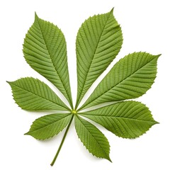 Horse Chestnut Leaf Majestic Tropical Green Foliage with Palmately Divided Leaflets and Bold Vein Texture Highlighting Exotic Freshness and Natural Beauty on White Background