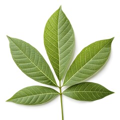 Winged Soapberry Leaf Graceful Tropical Green Foliage with Pinnate Leaflets and Distinct Vein Texture Radiating Exotic Freshness and Natural Elegance on White Background