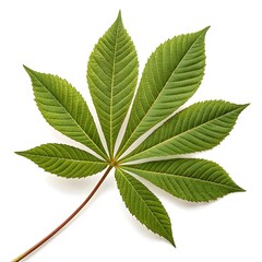 California Buckeye Leaf Elegant Tropical Green Foliage with Palmately Compound Leaflets and Distinct Vein Texture Radiating Natural Freshness and Exotic Beauty on White Background