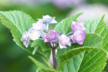 夕方のアジサイ　