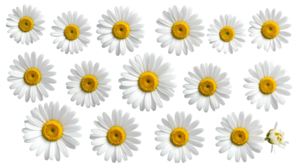 Many white daisies, yellow centers,  close-up