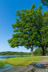 Large green oak trees by a tranquil lake with a wooden dock on a sunny summer day. Scenic lakeside park landscape with blue sky and lush grass meadow