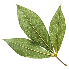 River Bush Willow Leaf Graceful Tropical Green Foliage with Long Narrow Blades and Distinct Vein Texture Radiating Natural Freshness and Exotic Elegance on White Background