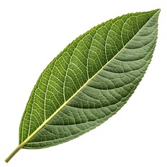 Velvet Bush Willow Leaf Soft Tropical Green Elegance with Elongated Blades and Gentle Textured Veins Radiating Natural Freshness and Exotic Charm on White Background