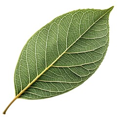 Forest Bush Willow Leaf Elegant Tropical Green Foliage with Long Narrow Blades and Defined Vein Texture Highlighting Natural Freshness and Exotic Charm on White Background