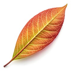 Flame Bush Willow Leaf Striking Tropical Green Beauty with Long Narrow Blades and Prominent Vein Texture Radiating Natural Freshness and Exotic Elegance on White Background