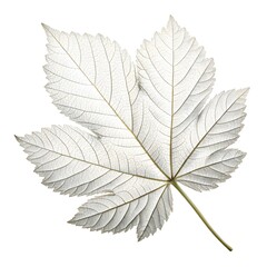 White Powder Puff Leaf Elegant Tropical Green Foliage with Smooth Oval Leaflets and Prominent Vein Texture Radiating Exotic Freshness and Natural Charm on White Background