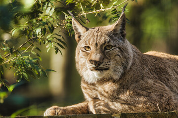 Lynx Wild Wildlife Cute Animal 