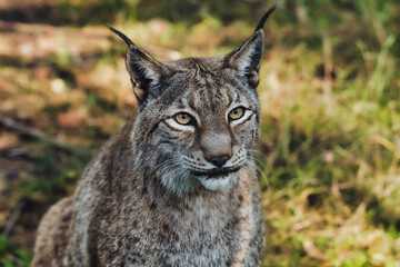 Lynx Wild Wildlife Cute Animal 