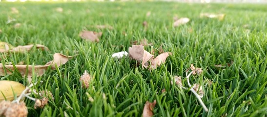 Close-up image of green grass with dried leaves and plant debris, ideal for seasonal nature visuals, botanical textures, and environmental design content.