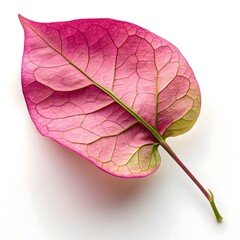 Bougainvillea Vine Leaf Vibrant Tropical Green Beauty with Smooth Oval Form and Distinct Vein Texture Showcasing Natural Freshness and Exotic Charm on White Background