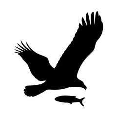 Silhouette of a powerful eagle in flight swooping down to catch a fish