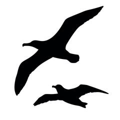 Silhouettes of two large seabirds soaring gracefully against a white background